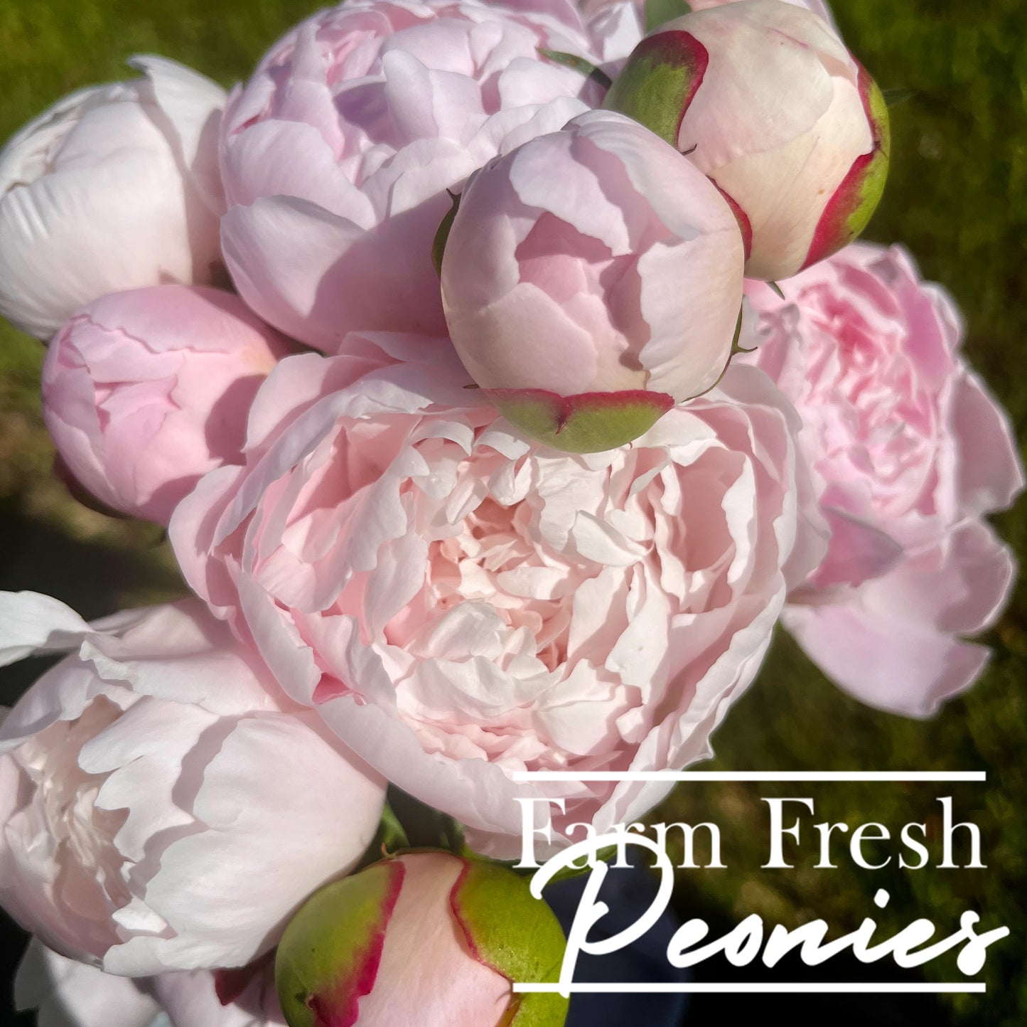 Pre-Order Peonies