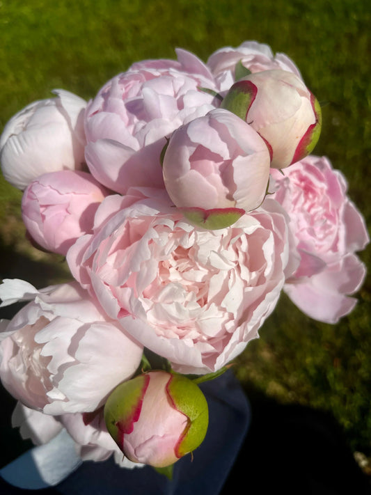 farm fresh pink peony bundle