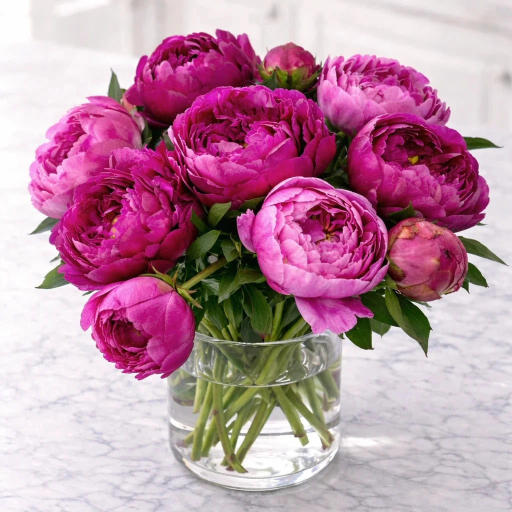 Bouquet of bright pink peonies in a clear vase on a marble surface