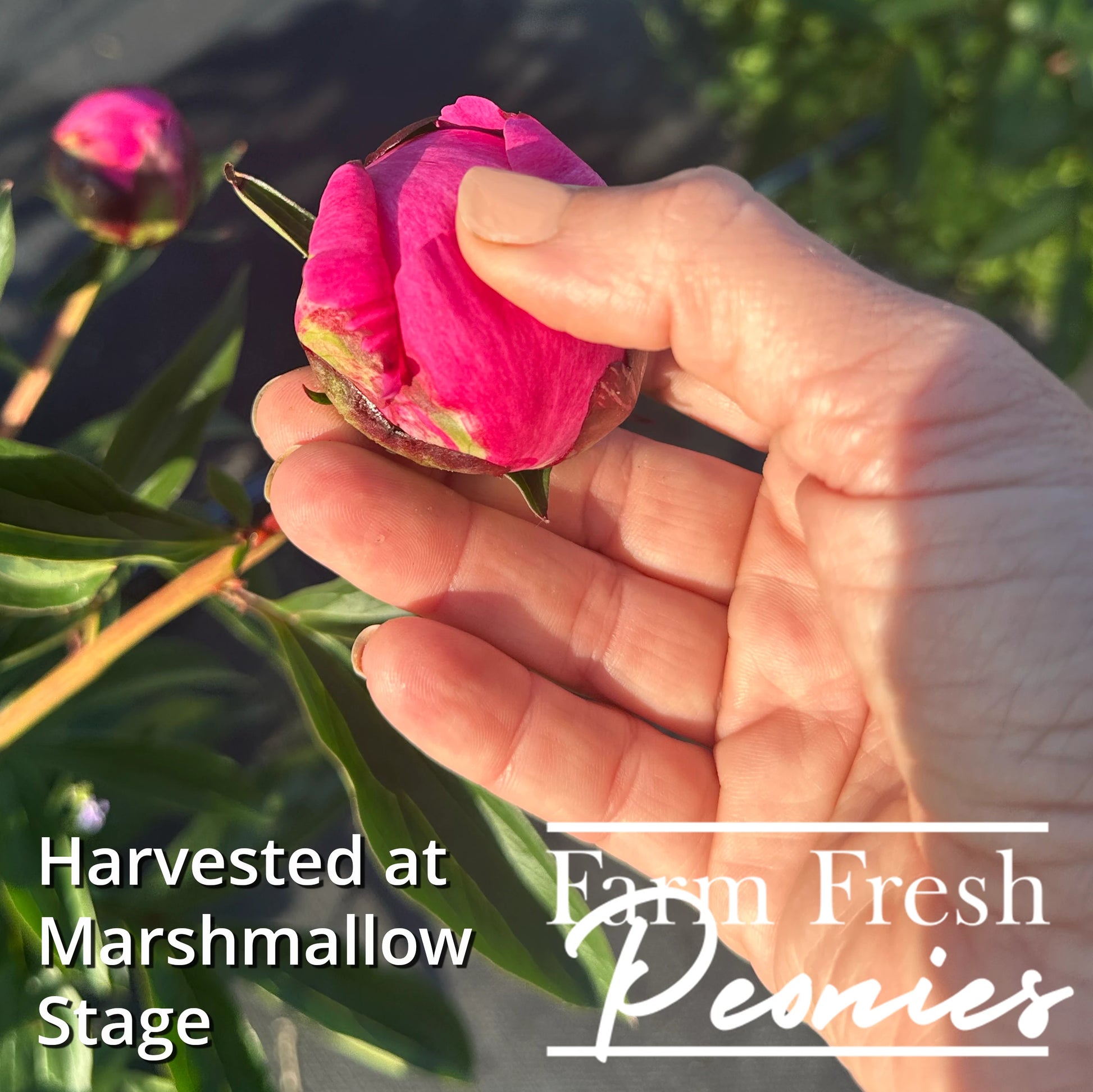 Harvesting peonies at the soft-bud "marshmallow" stage