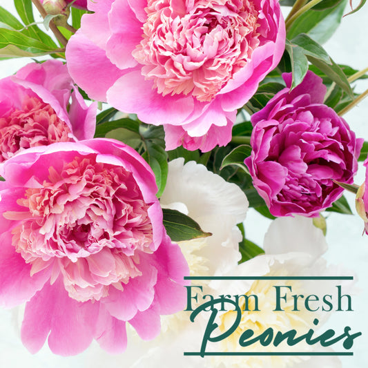 Pre-Order Peonies