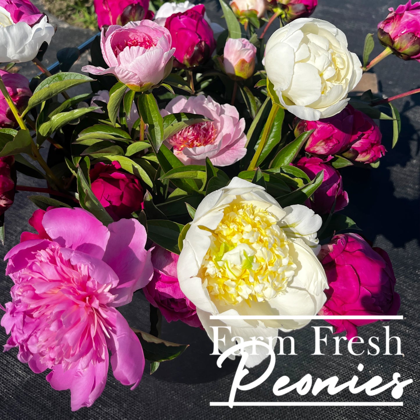 Pre-Order Peonies