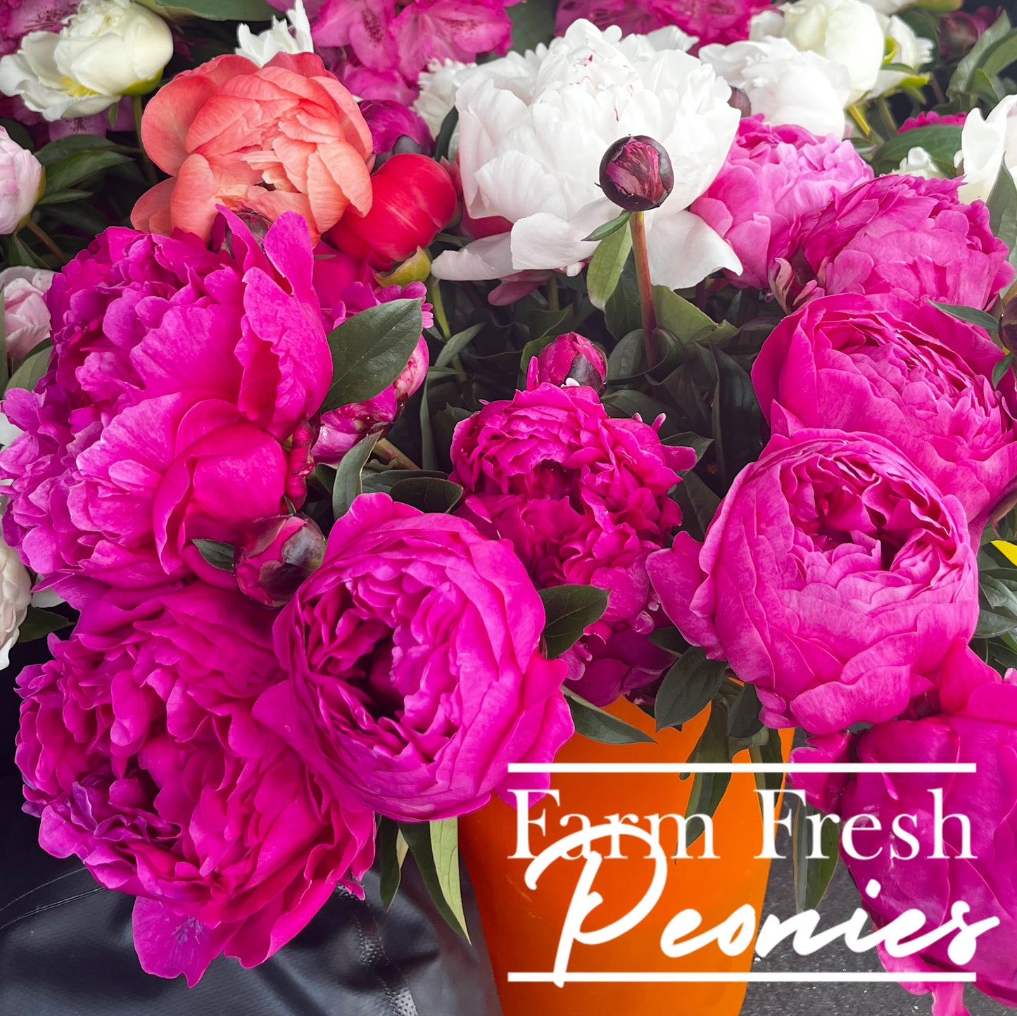 Pre-Order Peonies