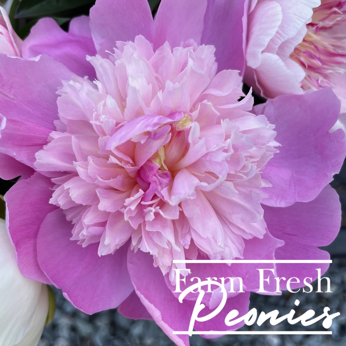 Pre-Order Peonies