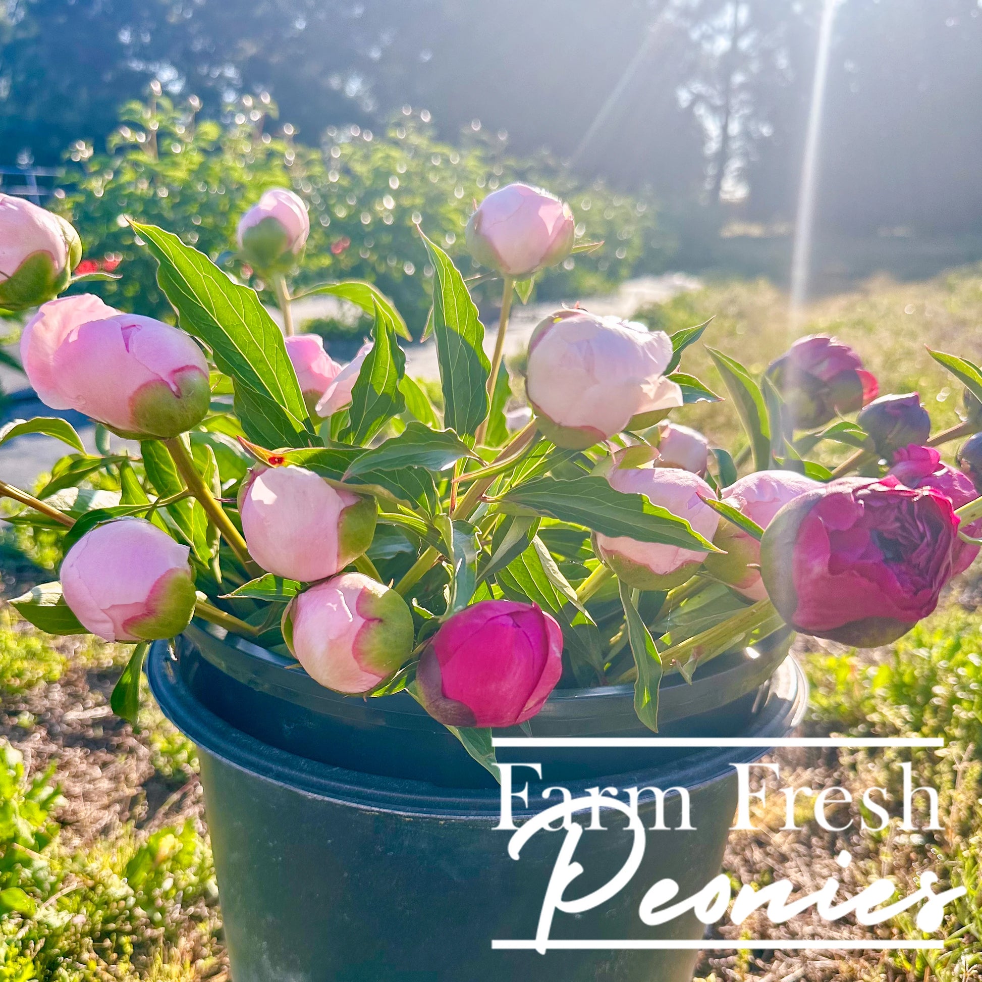 Fresh cut peonies in a bucket in a peoniy field