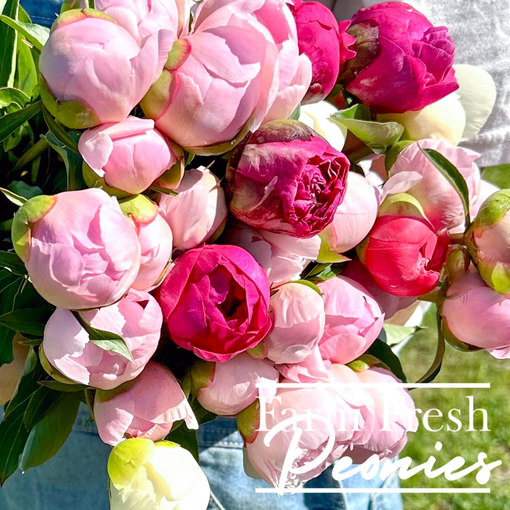 Armful of freshly harvest peonies in a variety of colors