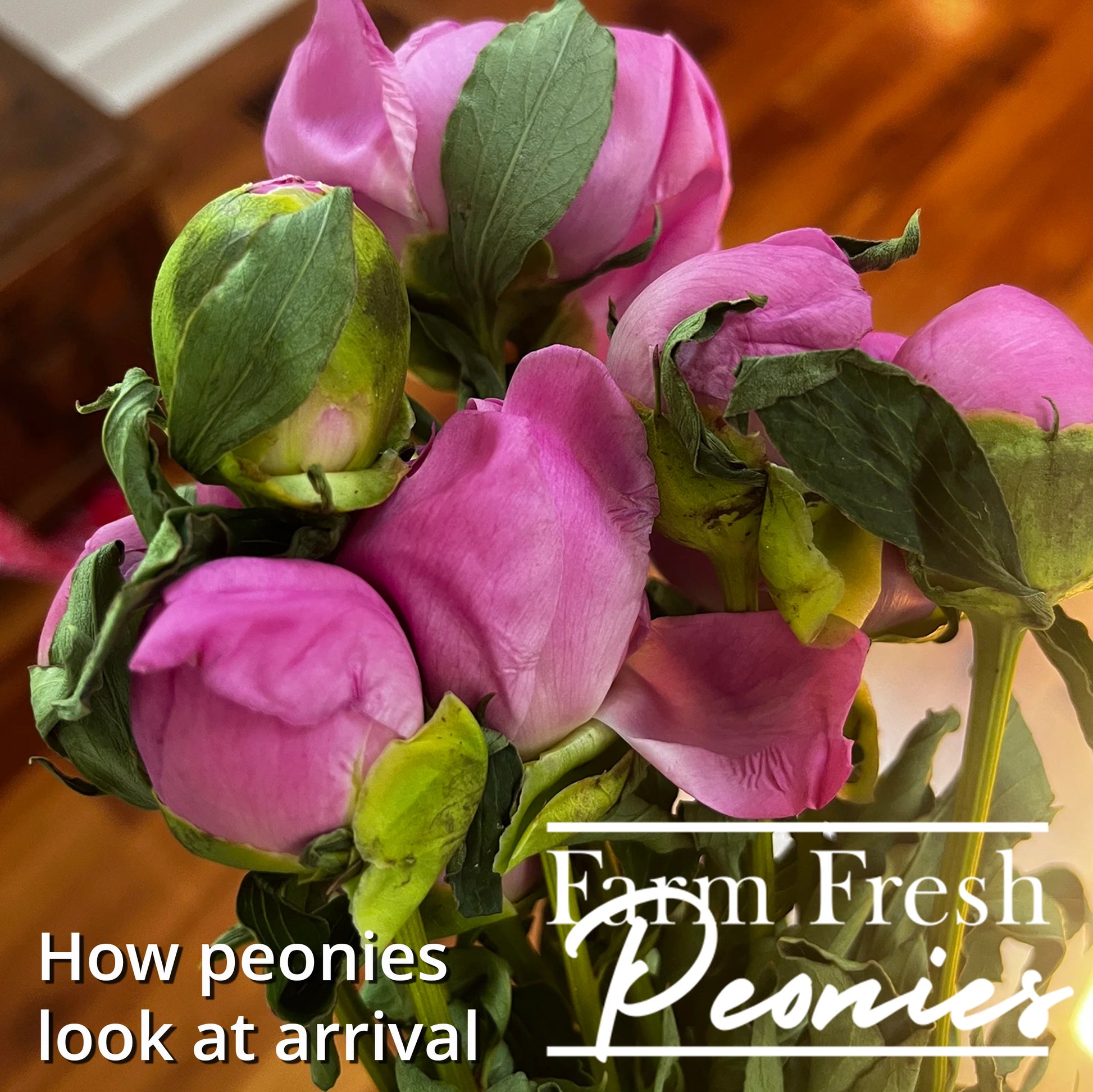 What peonies look like after shipped upon arrival - a little sleepy